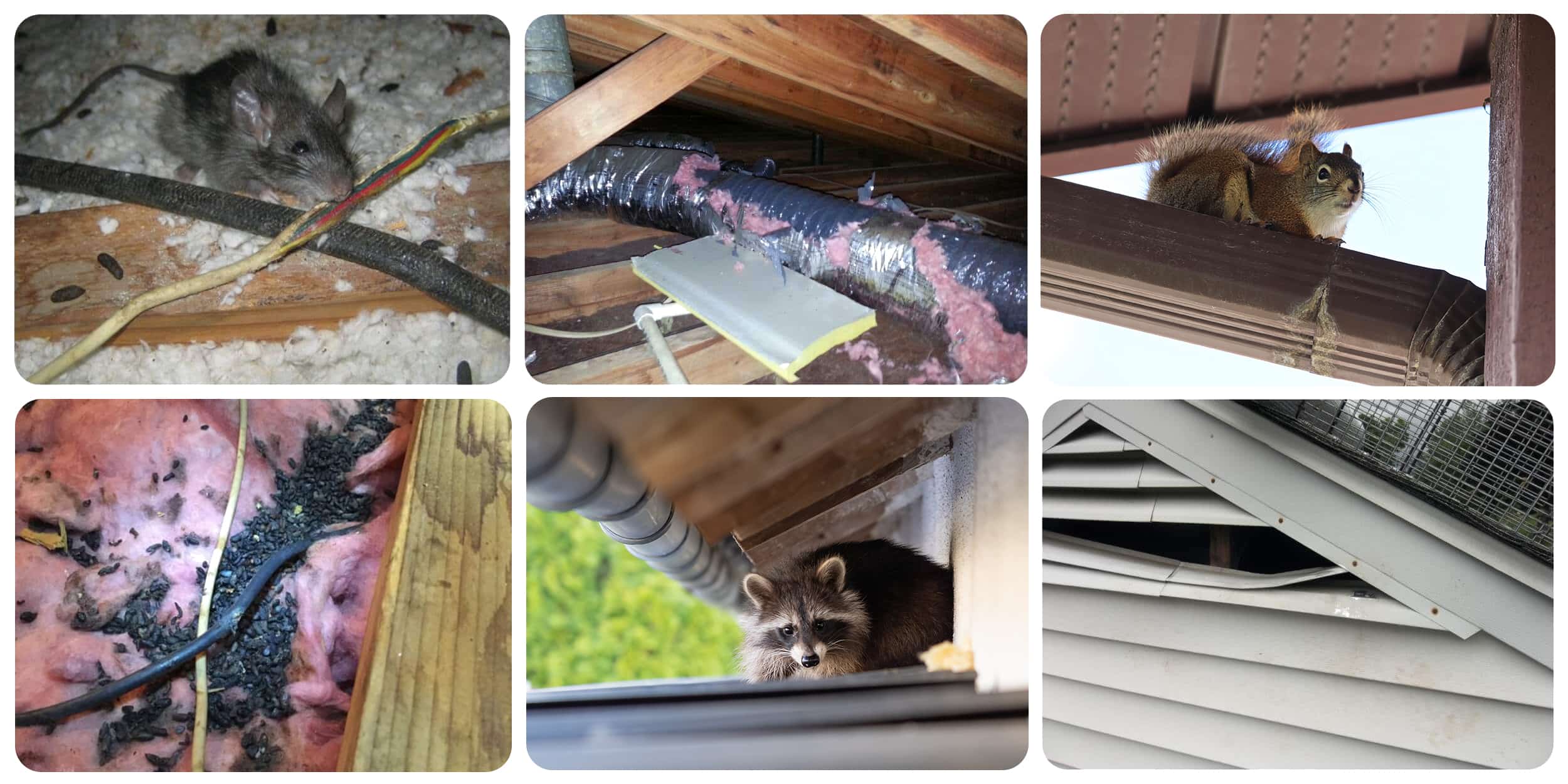Animal damage in homes